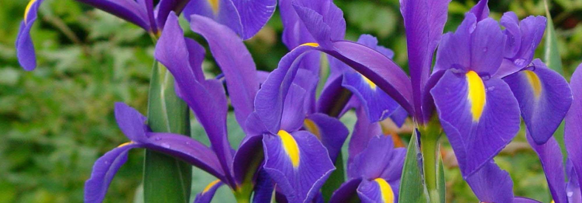 Hollandse iris: planten en telen