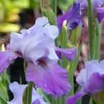 Baardiris, baardirissen: planten en onderhoud
