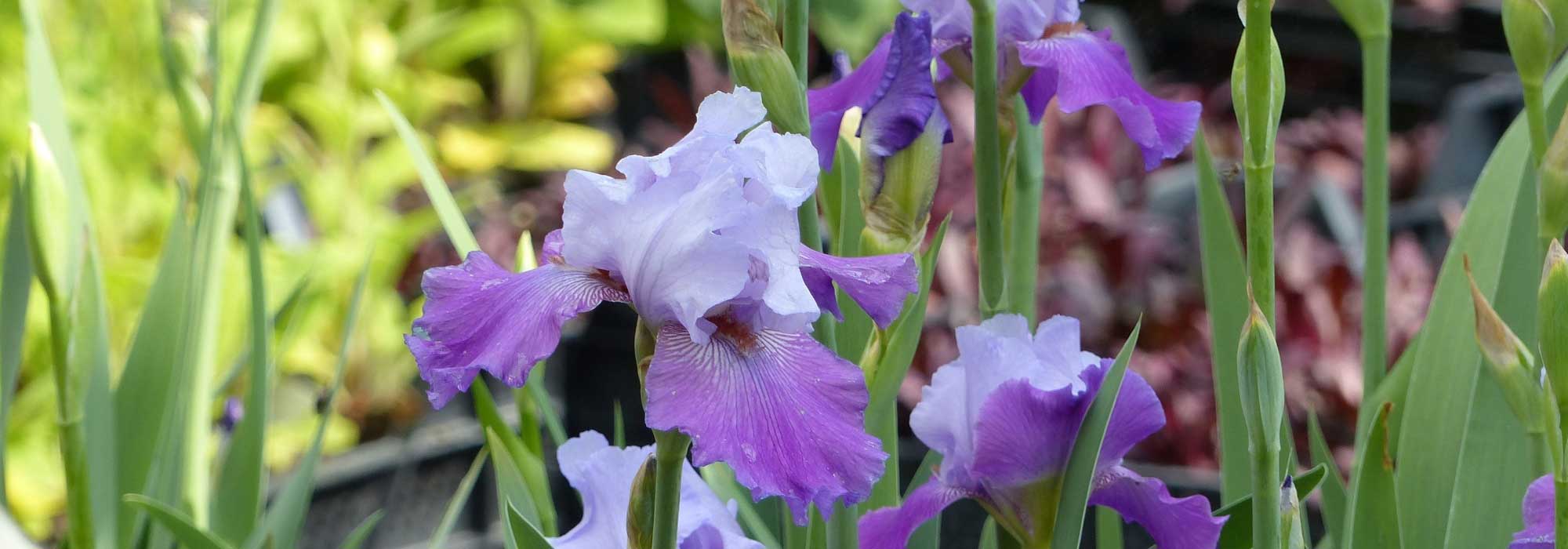 Baardiris, baardirissen: planten en onderhoud