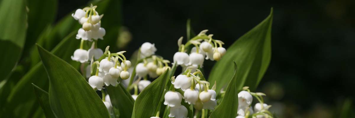 Lelietje-van-dalen: planten en onderhoud