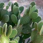 Opuntia, schijfcactus: planten, kweken en onderhoud
