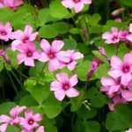 Oxalis: planten, telen en onderhouden