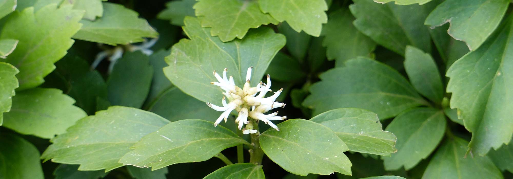 Pachysandra terminalis: planten, kweken en onderhoud
