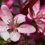 Sierappel: planten, snoeien en onderhoud