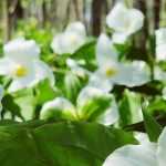 Trillium: planten, kweken, onderhoud en gebruik