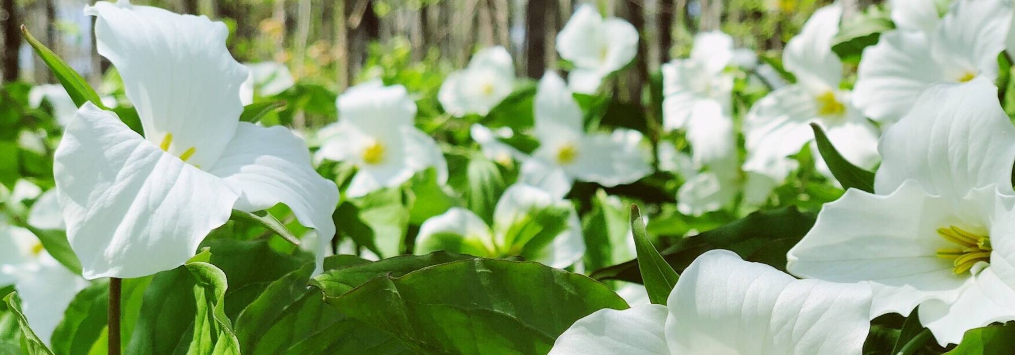 Trillium: planten, kweken, onderhoud en gebruik