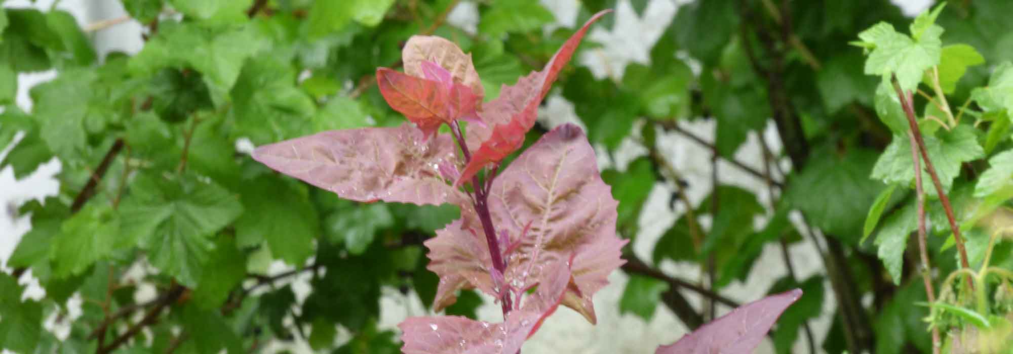 Tuinmelde: zaaien, teelt, oogst