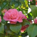 7 onmisbare camelia's