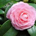 Hoe kies je de juiste camelia? Koopgids
