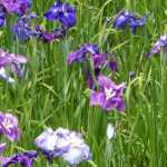 Japanse iris telen en verzorgen