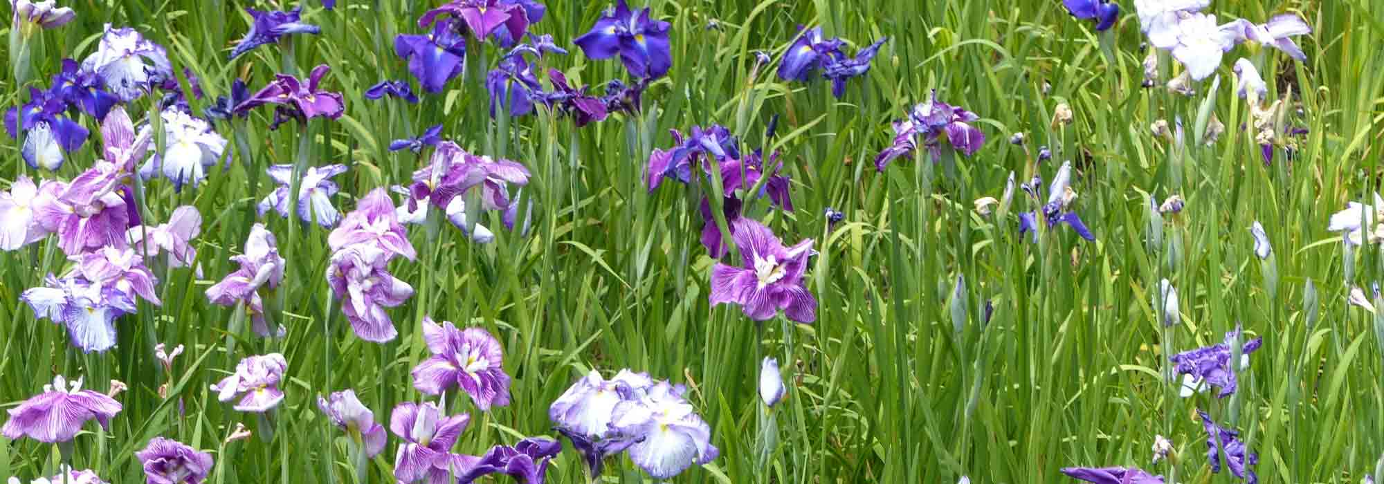 Japanse iris telen en verzorgen