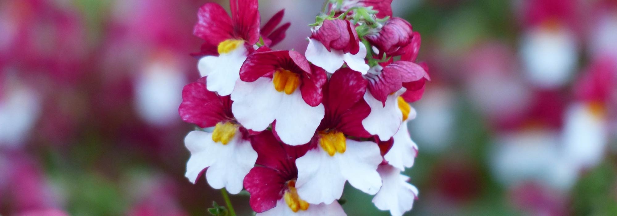 Nemesia: planten, kweken en verzorgen