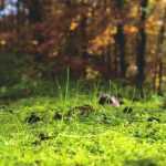 Wat is de pH van de bodem?