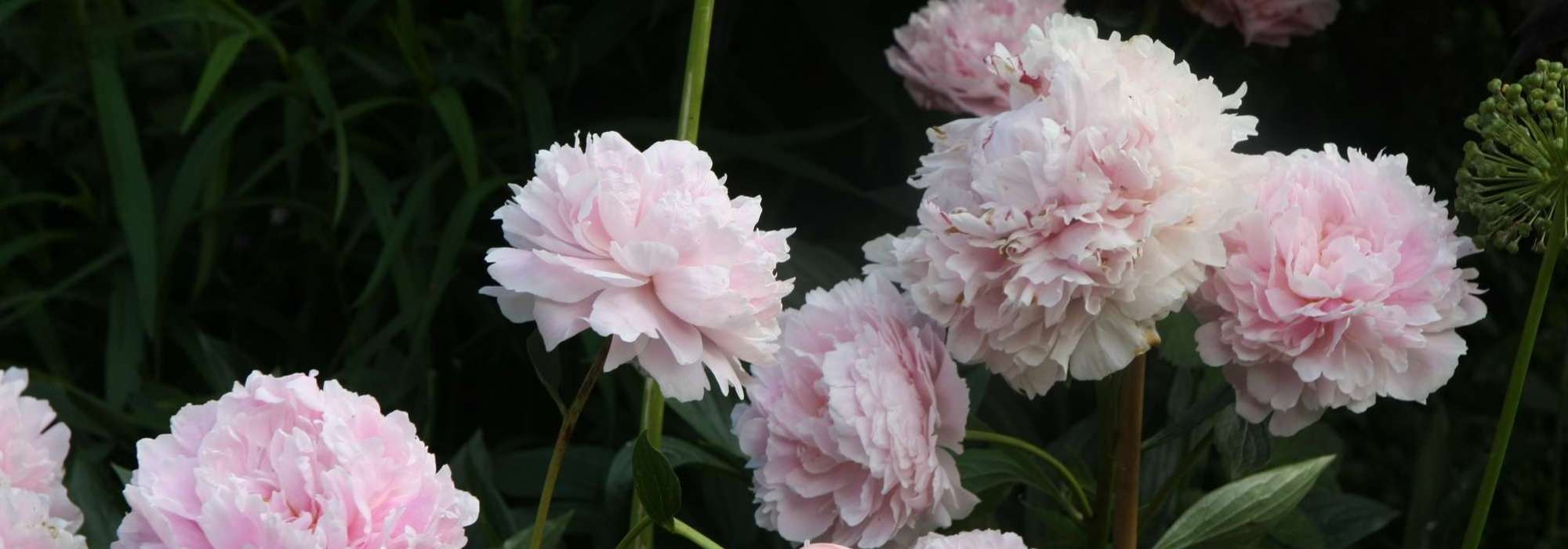 Pioenen planten, snoeien en onderhouden