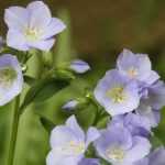 Polemonium: planten, telen en onderhouden