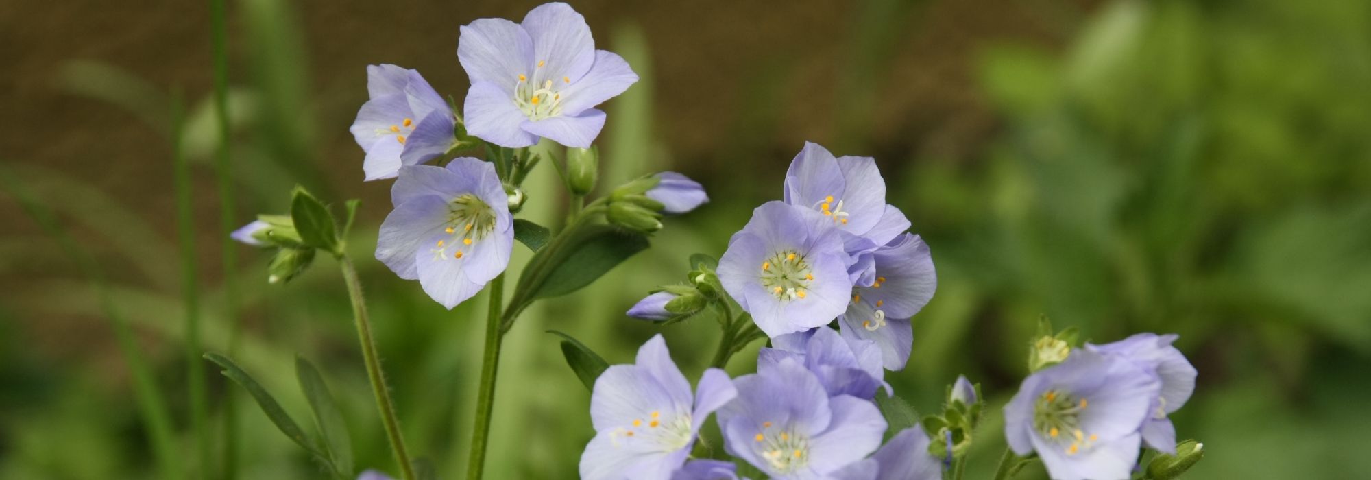 Polemonium: planten, telen en onderhouden