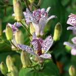 Tricyrtis, paddenlelie: planten, kweken, onderhoud