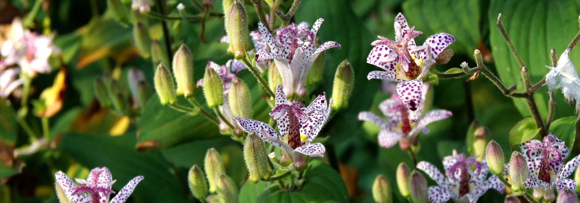 Tricyrtis, paddenlelie: planten, kweken, onderhoud