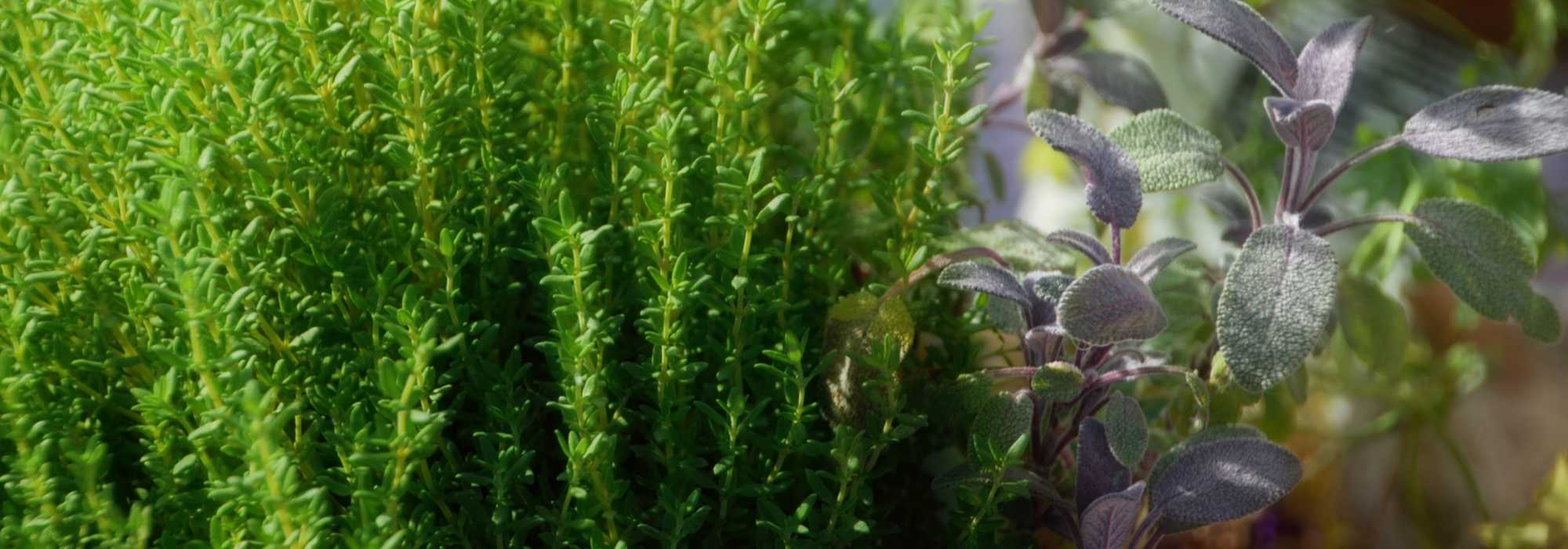 15 geneeskrachtige planten en hun heilzame werking om thuis te telen