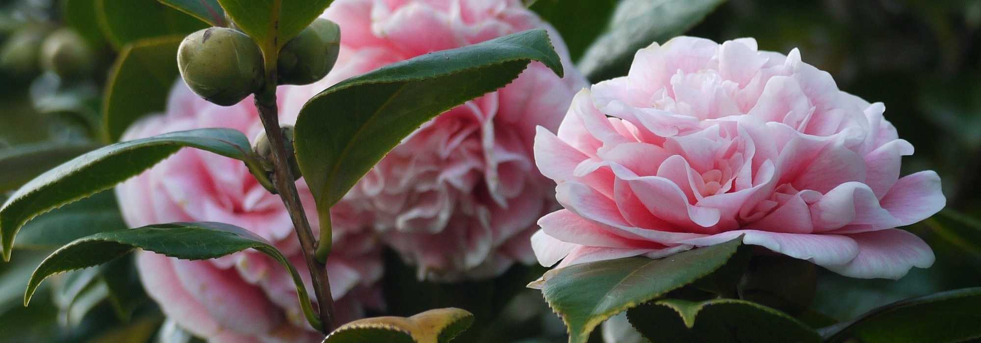 4 wilde camelia's voor een natuurlijke tuin