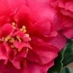 6 herfstcamelia's om te ontdekken