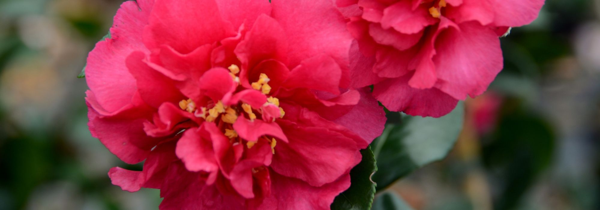 6 herfstcamelia's om te ontdekken