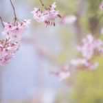 7 bomen voor een kleine tuin