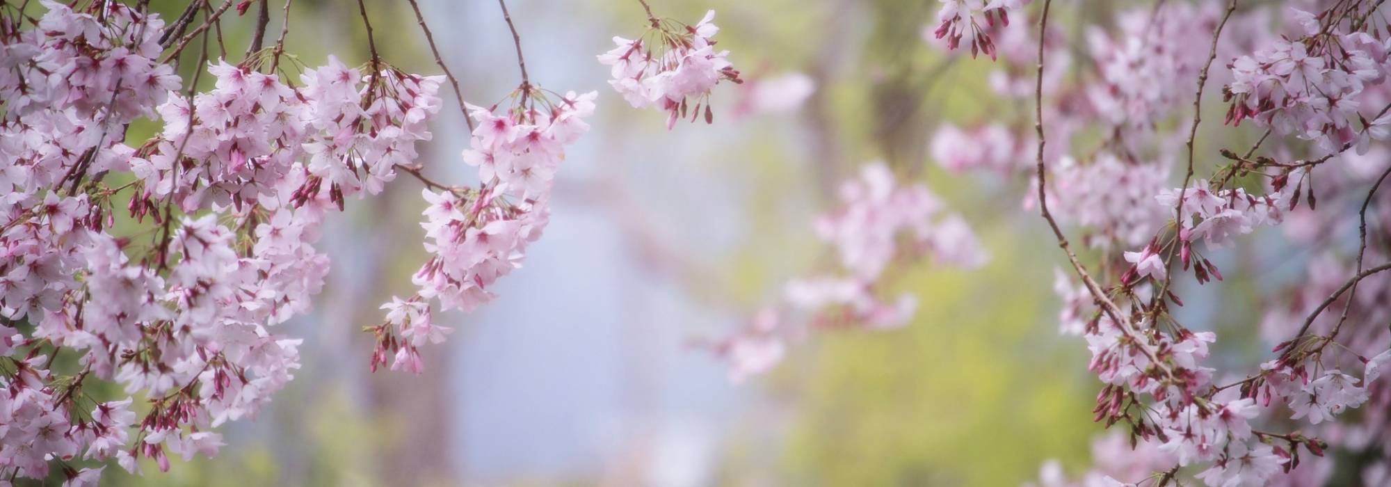 7 bomen voor een kleine tuin