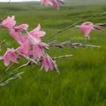 Dierama (engelenhengel): planten, kweken en verzorgen