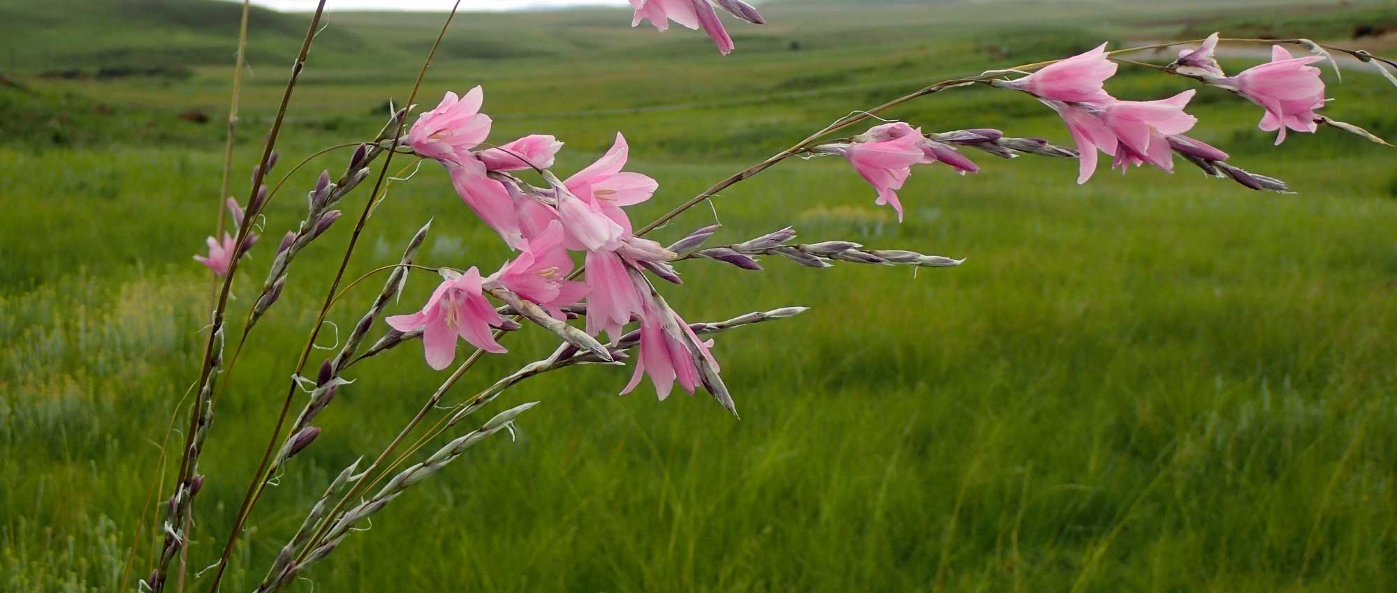 Dierama (engelenhengel): planten, kweken en verzorgen