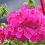 Pelargonium en geranium planten en telen