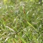 Panicum: planten, kweken, delen en onderhoud
