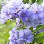 Solanum: planten, snoei en teelt