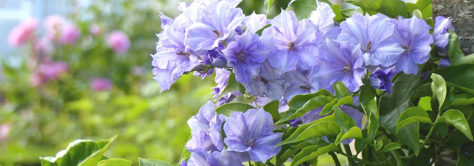 Solanum: planten, snoei en teelt