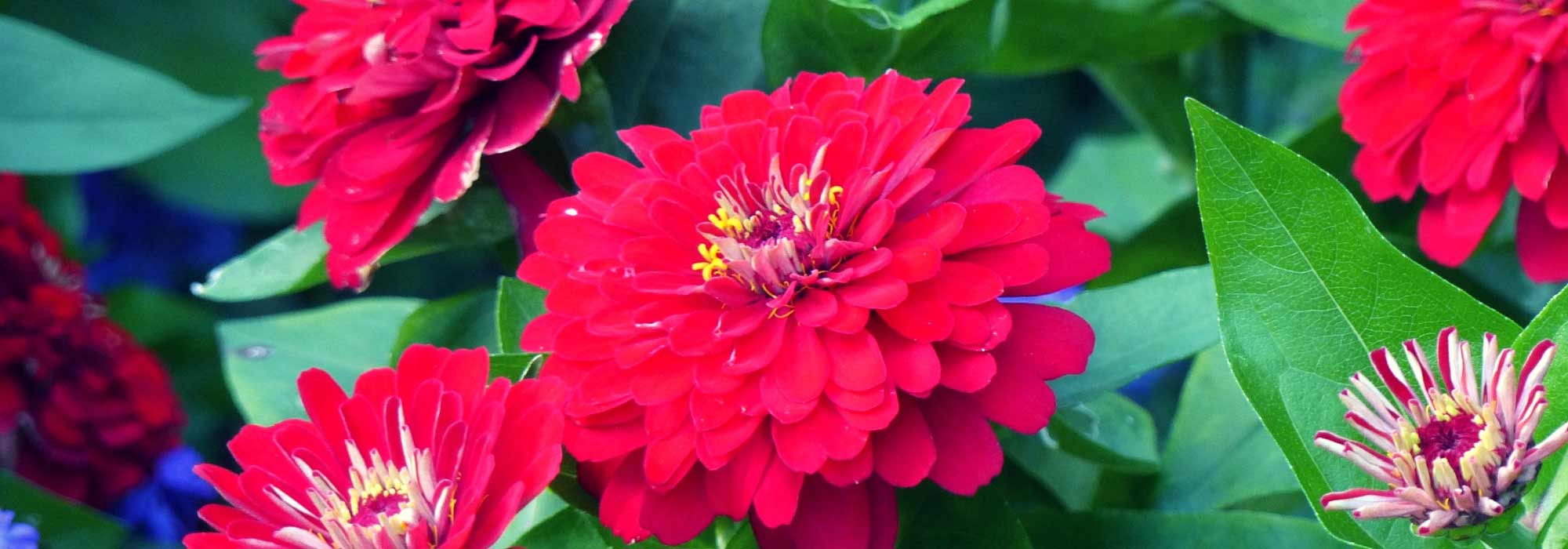 Zinnia: zaaien, planten, onderhoud