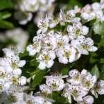 Meidoorn, Crataegus: planten, snoei en onderhoud