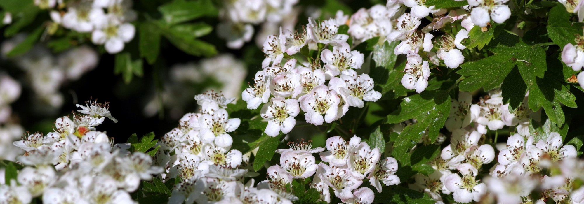 Meidoorn, Crataegus: planten, snoei en onderhoud