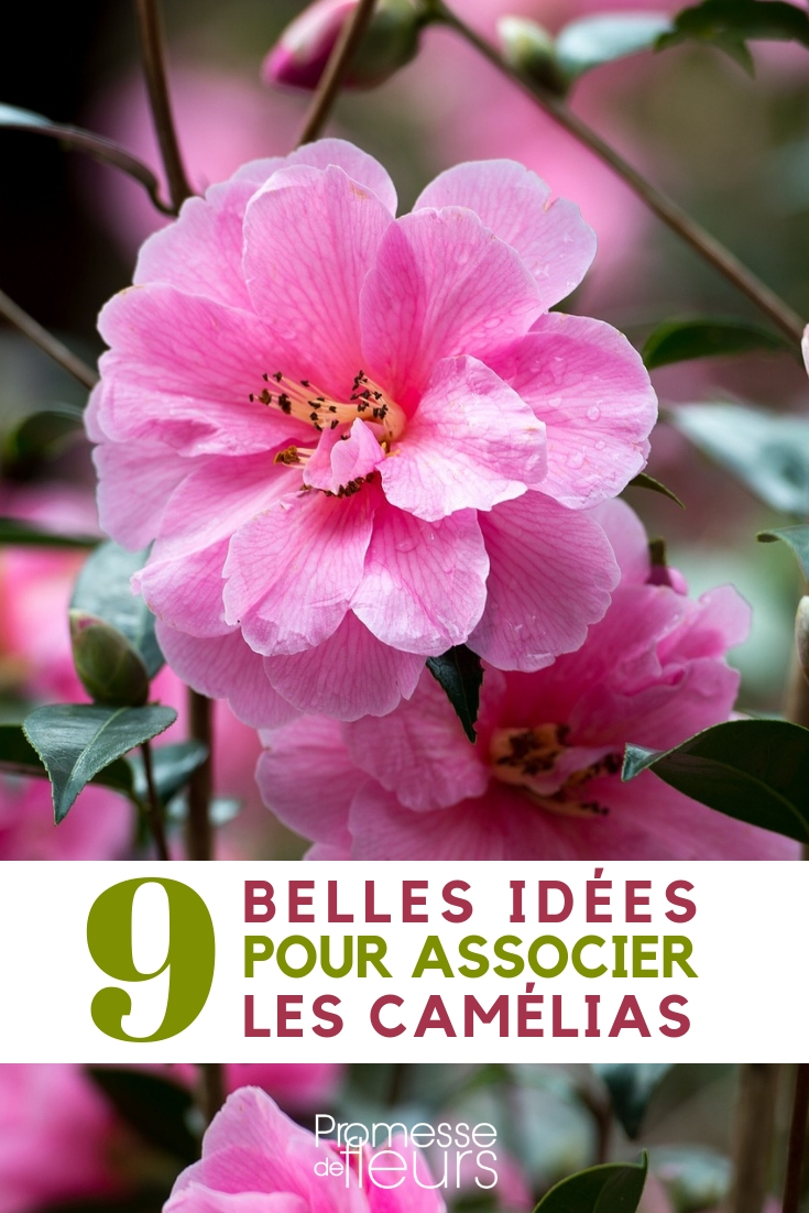 Camelia's combineren - ideeën