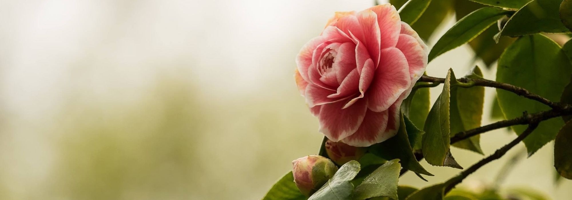 Camelia's combineren