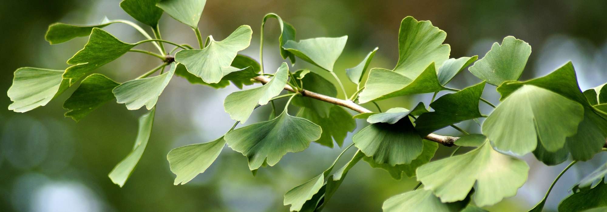 Ginkgo biloba, Japanse notenboom: planten, onderhoud en gebruik