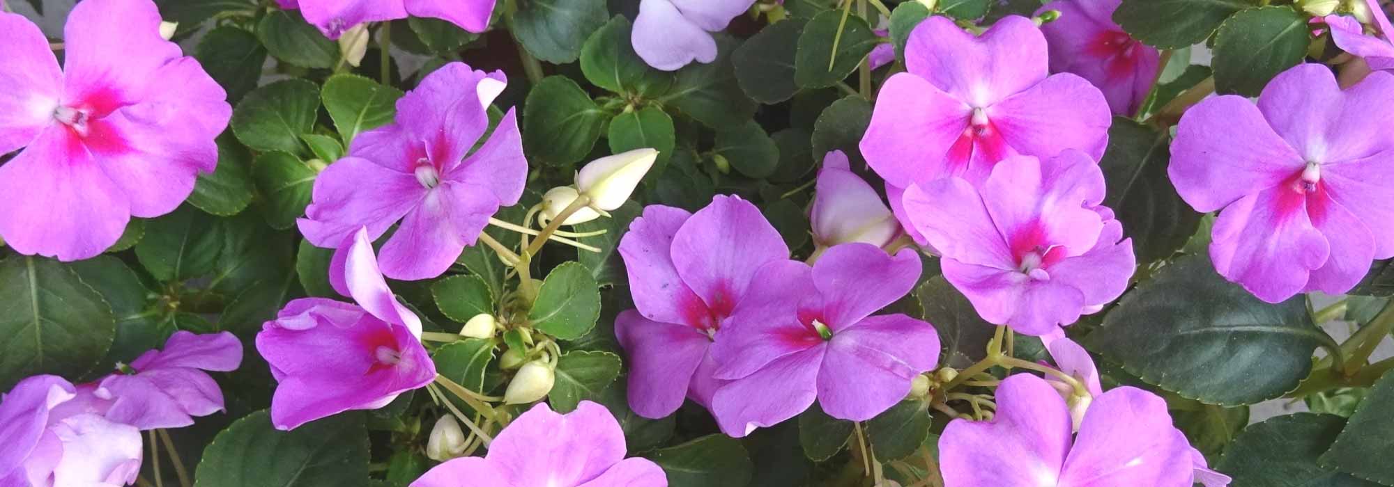 Impatiens, Sunpatiens: planten, zaaien en verzorgen