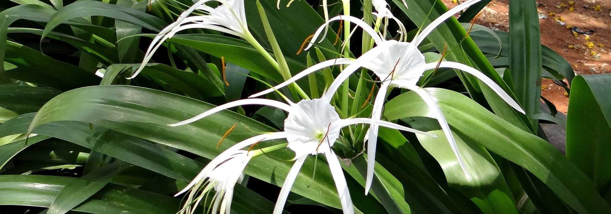 Spinlelie: planten, kweken en verzorgen