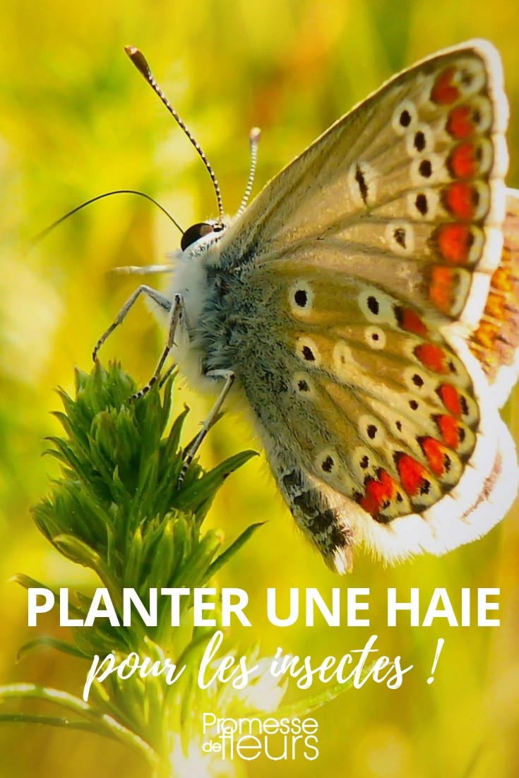 insectenhaag