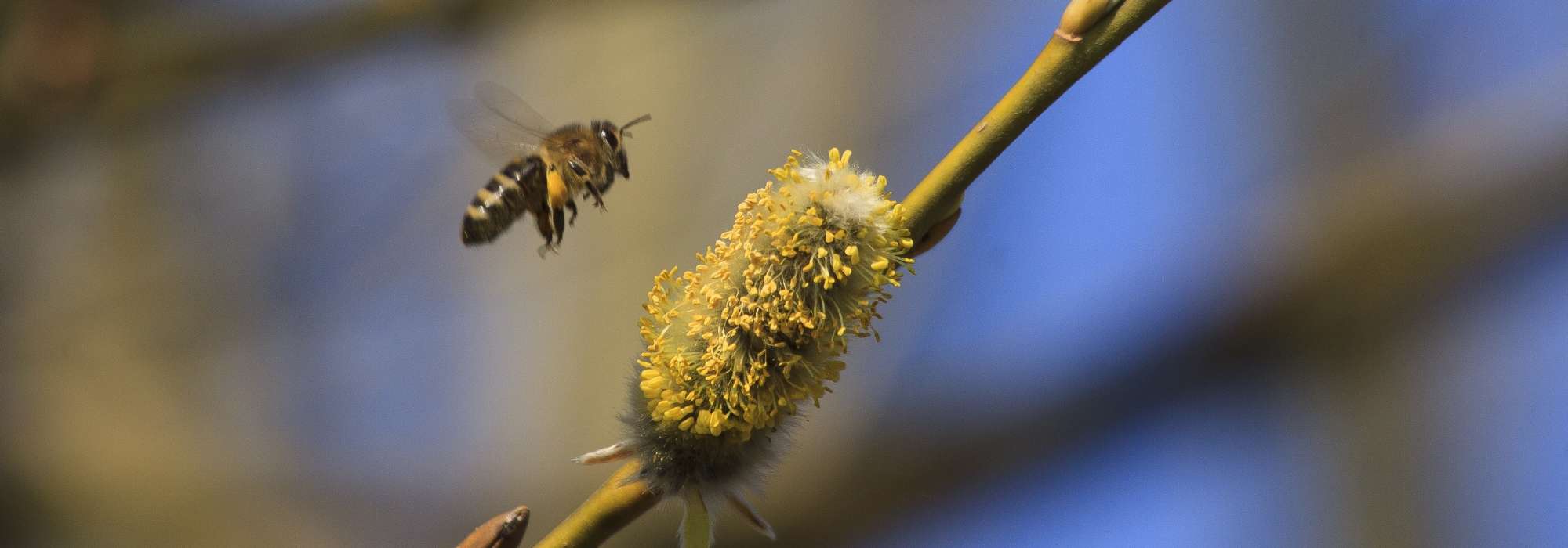 Een haag voor insecten planten