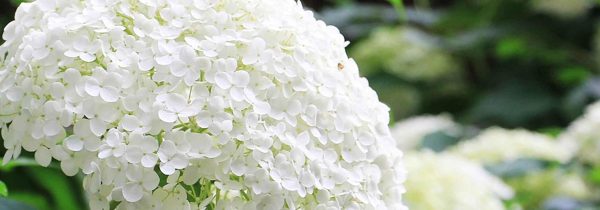 Snoei van zomerbloeiende heesters