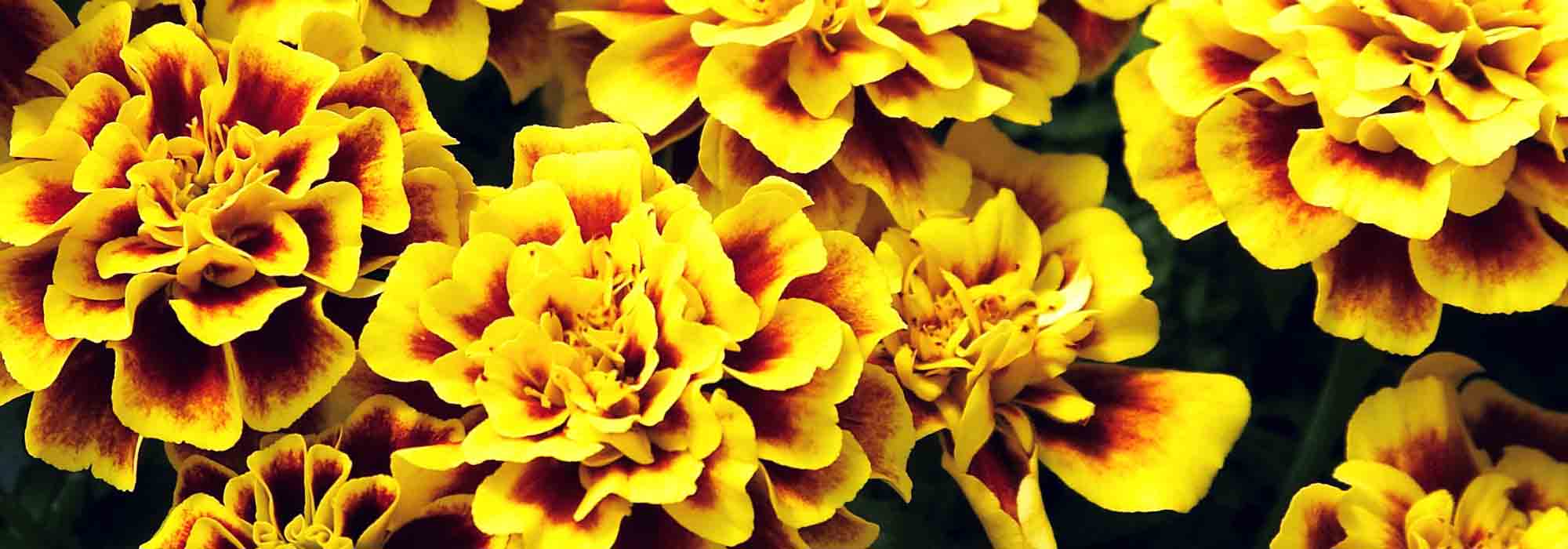 Klein afrikaantje, afrikaantje: zaaien, planten en onderhoud