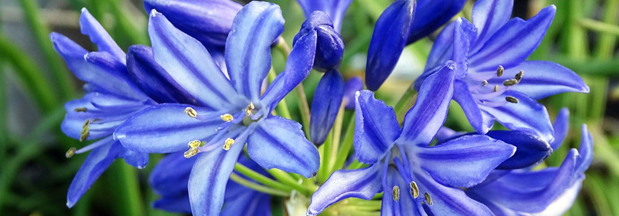 Afrikaanse lelie: planten, telen en verzorgen