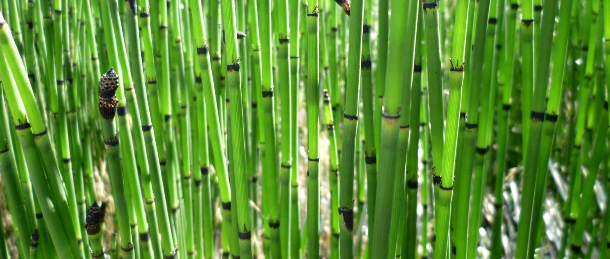 Paardenstaart (Equisetum): planten, kweken en verzorgen