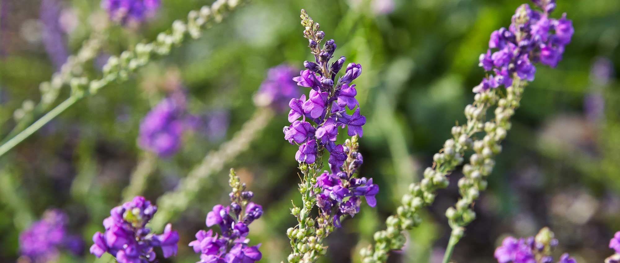 Lijnzaad, Linaria: zaaien, planten, teelt en onderhoud