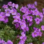 Blauwkussen (Aubrieta): zaaien, planten en telen